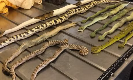 Het hon goi hang dung hang chuc con ran, nhen, bo cap tai san bay - Anh 1