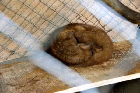 Nhung dieu khong tuong ve 4 mon an, thuc uong dat do nhat the gioi - Anh 2