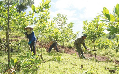 Kiểm soát chặt chẽ việc chuyển mục đích sử dụng đất lâm nghiệp