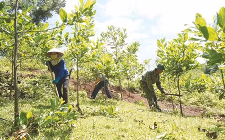 Kiểm soát chặt chẽ việc chuyển mục đích sử dụng đất lâm nghiệp