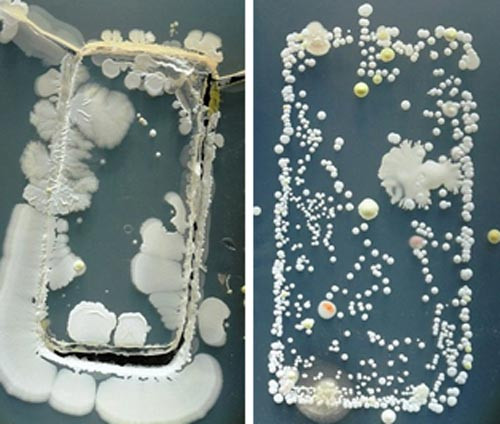 điện thoại dị động, smartphone, đáng sợ, vi khuẩn, mầm bệnh điện thoại dị động, smartphone, đáng sợ, vi khuẩn, mầm bệnh