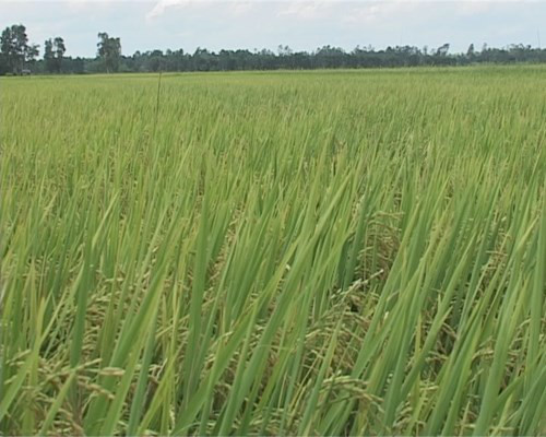 Chuyển mục đích sử dụng đất tại 2 tỉnh 