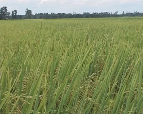 Chuyển mục đích sử dụng đất tại 2 tỉnh 