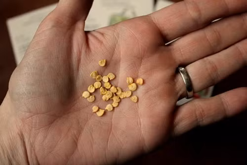 Lựa chọn hạt giống thận cẩn thận Mô tả ảnh.