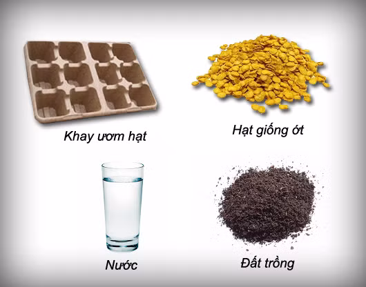 Những bước cần thiết để tiến hành trồng ớt tại nhà Mô tả ảnh.