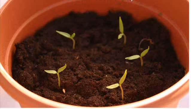 Bạn nên tưới nước đều đặn để cây phát triển nhanh chóng Mô tả ảnh.