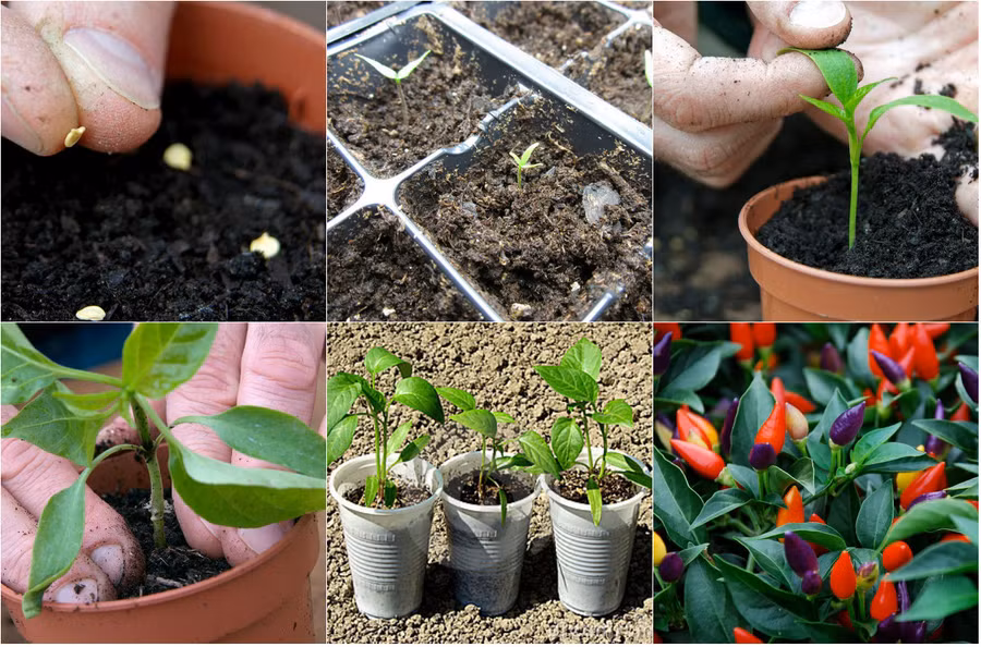 Cách trồng ớt cay trong chậu ra trái ăn quanh năm