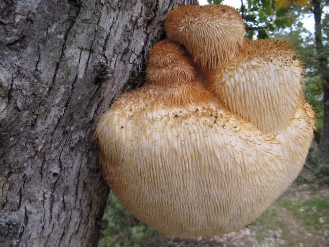 Những loài nấm quý hiếm và kỳ lạ nhất trên thế giới