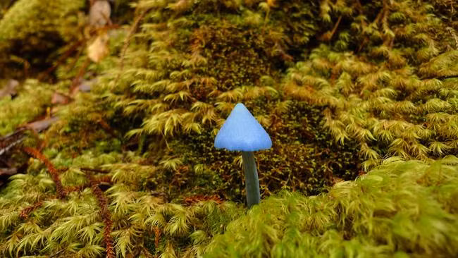 Những loài nấm quý hiếm và kỳ lạ nhất trên thế giới