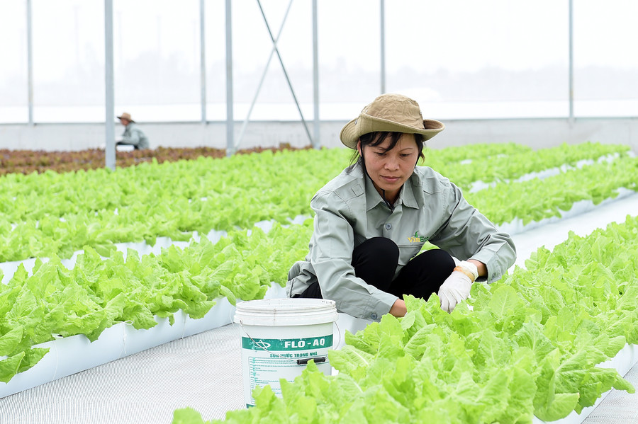 Trên khu đất sản xuất với diện tích gần 130 ha, VinEco Hà Nam sẽ triển khai khoảng 15 sản phẩm chủ lực phục vụ thị trường trong nước và xuất khẩu. Ảnh: VGP/Quang Hiếu Trên khu đất sản xuất với diện tích gần 130 ha, VinEco Hà Nam sẽ triển khai khoảng 15 sản phẩm chủ lực phục vụ thị trường trong nước và xuất khẩu. Ảnh: VGP/Quang Hiếu