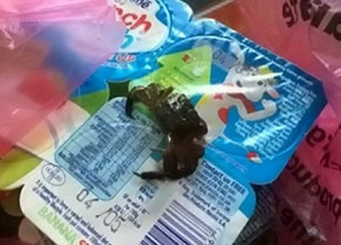 Phát hoảng: Cua bò lổm ngổm trong hộp sữa chua - Ảnh 1 Phát hoảng: Cua bò lổm ngổm trong hộp sữa chua - Ảnh 1