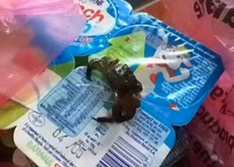 Phát hoảng: Cua bò lổm ngổm trong hộp sữa chua - Ảnh 1