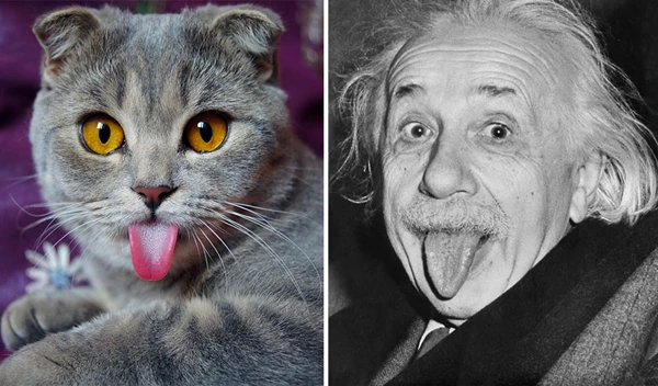 Cô mèo Melissa thè lưỡi không khác gì Einstein.