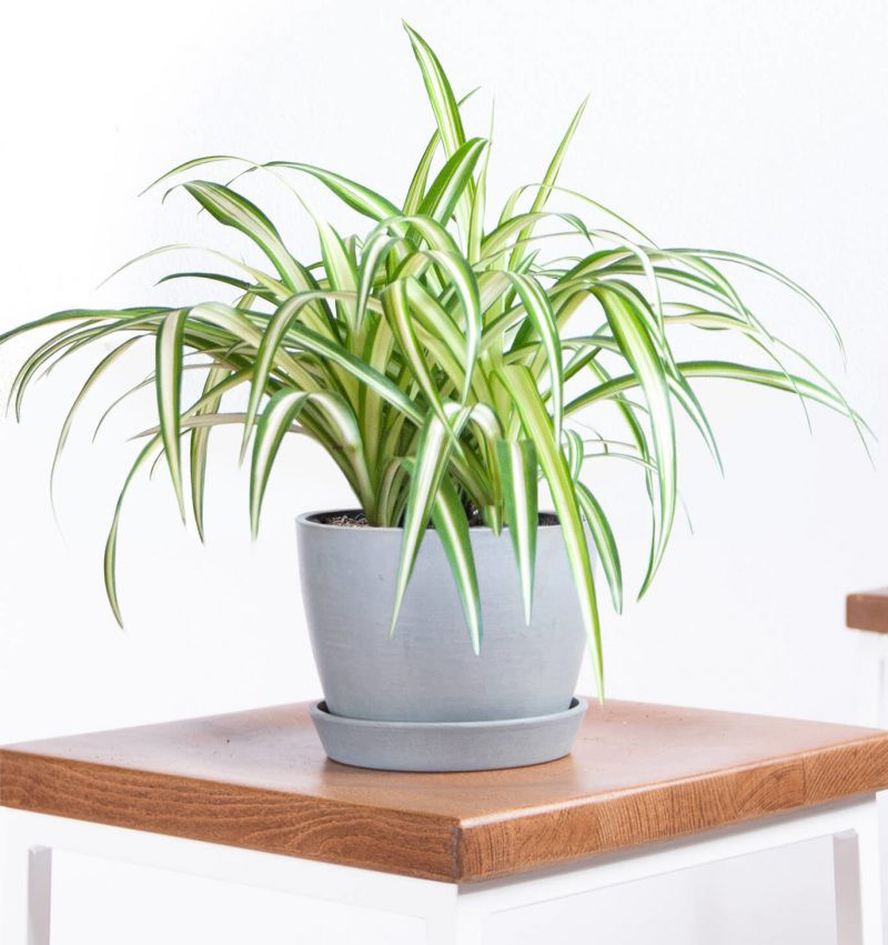 Đặt một chậu cây trên bệ hay treo một giỏ ngoài cửa sổ đầy nắng, cây sẽ giúp bạn lọc formaldehyde, benzene phân tử trong không khí.