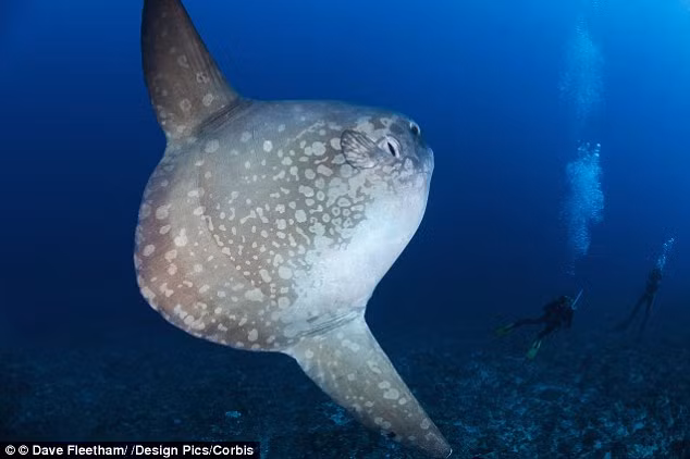 Cá thái dương không có phần đuôi