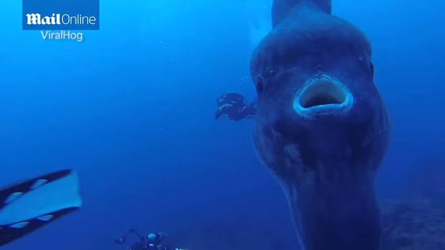 Hình dáng lạ của loài cá giống mặt trời nhưng lại vô cùng xấu xí ảnh 4