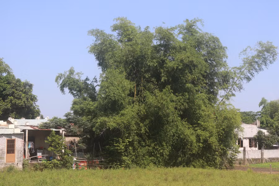 25 năm quy hoạch treo, phần lớn nhà cửa của người dân ở phường Điện Ngọc (thị xã Điện Bàn) đều xuống cấp do không được xây dựng mới.