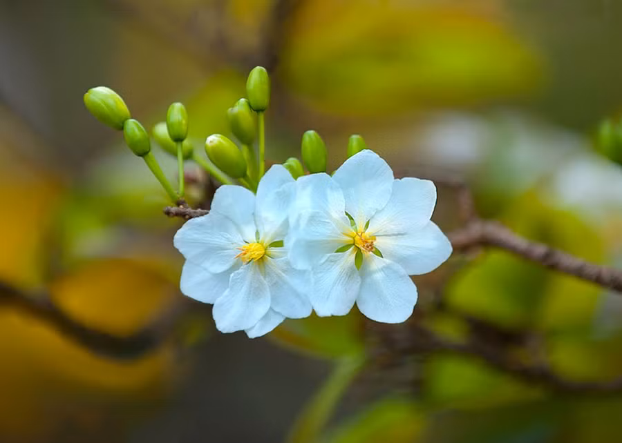 Cao Bá Quát một đời chỉ biết cúi đầu trước hoa mai