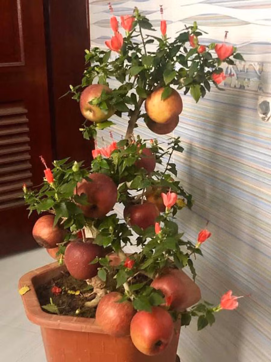 Táo bonsai nở ra hoa dâm bụt (Ảnh: GiadinhNet)