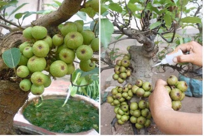 Sung bonsai gắn quả đầy gốc bằng keo (Ảnh: Dân Việt)