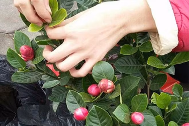 Hoa hải đường chi chít nụ nhờ keo 502 (Ảnh: Dân Việt)