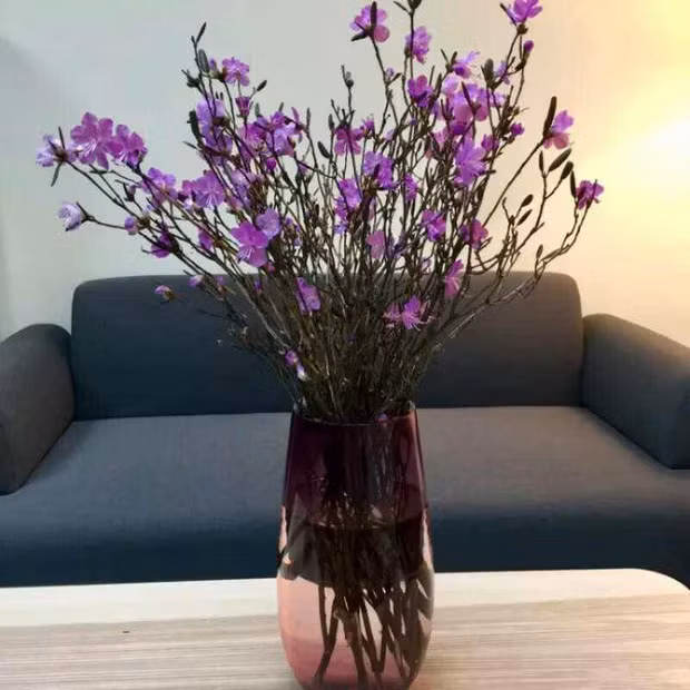 Cành hoa đỗ quyên ngủ đông cắm vào nước nở rất đẹp. (Ảnh: VTC News)