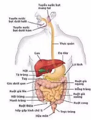 Cach phat hien som ung thu duong tieu hoa - Anh 1