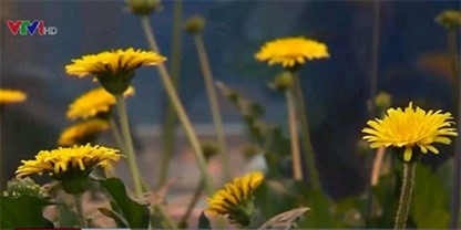 Lốp xe được chế tạo từ… hoa bồ công anh