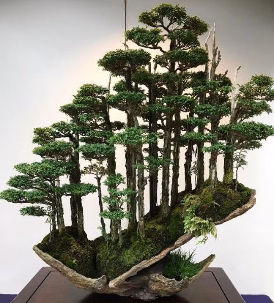 Độc lạ khu rừng bonsai tí hon của Masahiko Kimura ảnh 2