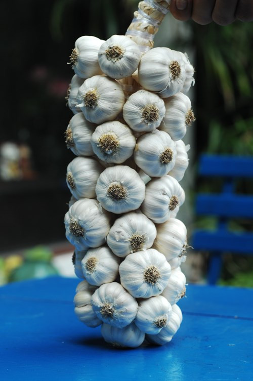 Ngâm rượu tỏi đúng cách để tăng công dụng chữa bệnh ảnh 1 Ngâm rượu tỏi đúng cách để tăng công dụng chữa bệnh - ảnh 1
