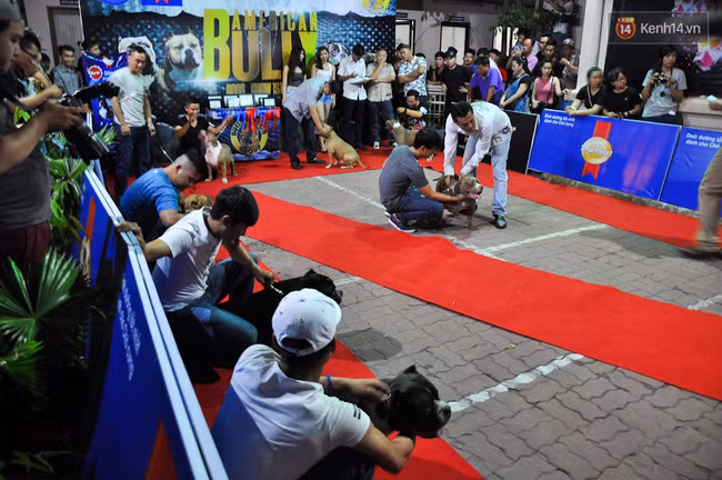 Ngắm những chú chó Bully giá nghìn đô trong cuộc thi dog show ở Sài Gòn - Ảnh 10.