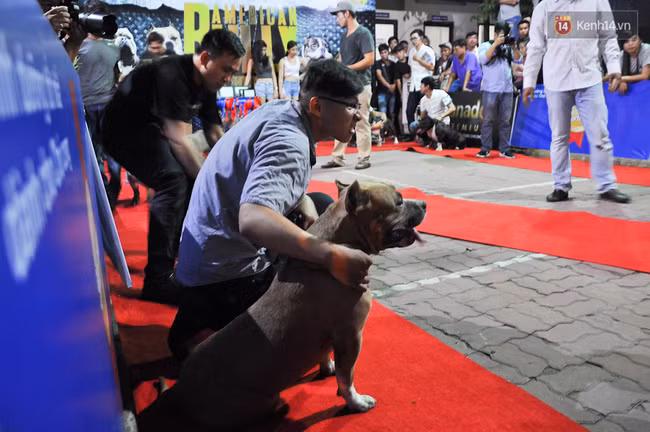 Ngắm những chú chó Bully giá nghìn đô trong cuộc thi dog show ở Sài Gòn - Ảnh 12.