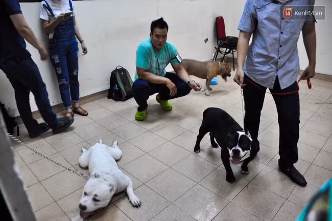 Ngắm những chú chó Bully giá nghìn đô trong cuộc thi dog show ở Sài Gòn - Ảnh 7.
