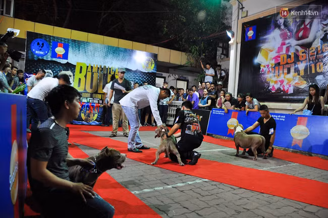 Ngắm những chú chó Bully giá nghìn đô trong cuộc thi dog show ở Sài Gòn