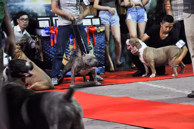 Ngắm những chú chó Bully giá nghìn đô trong cuộc thi dog show ở Sài Gòn - Ảnh 2.
