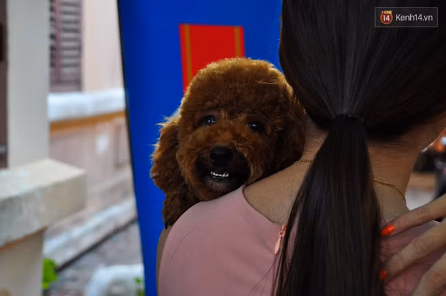 Ngắm những chú chó Bully giá nghìn đô trong cuộc thi dog show ở Sài Gòn - Ảnh 4.