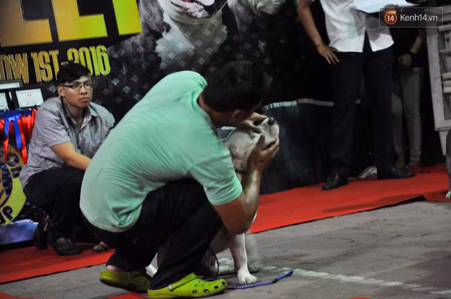 Ngắm những chú chó Bully giá nghìn đô trong cuộc thi dog show ở Sài Gòn - Ảnh 11.