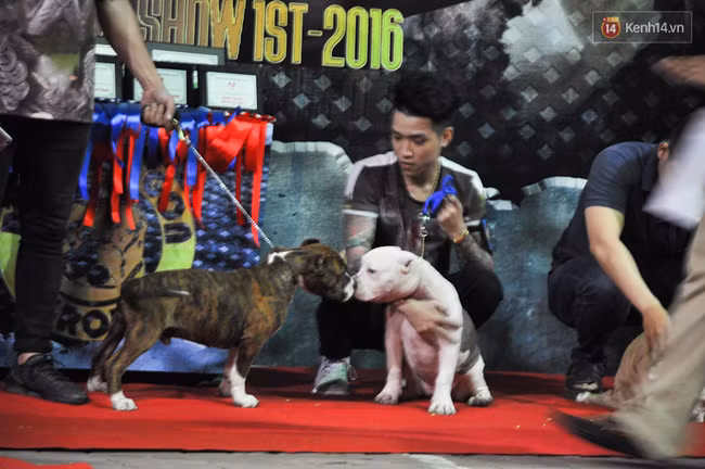 Ngắm những chú chó Bully giá nghìn đô trong cuộc thi dog show ở Sài Gòn - Ảnh 8.