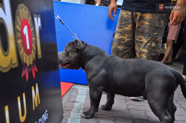 Ngắm những chú chó Bully giá nghìn đô trong cuộc thi dog show ở Sài Gòn - Ảnh 5.
