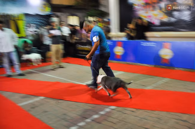 Ngắm những chú chó Bully giá nghìn đô trong cuộc thi dog show ở Sài Gòn - Ảnh 9.