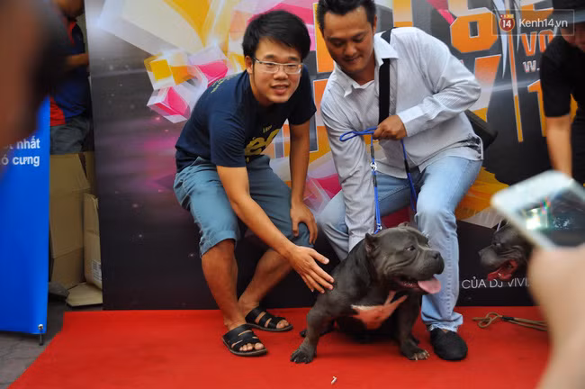 Ngắm những chú chó Bully giá nghìn đô trong cuộc thi dog show ở Sài Gòn - Ảnh 6.