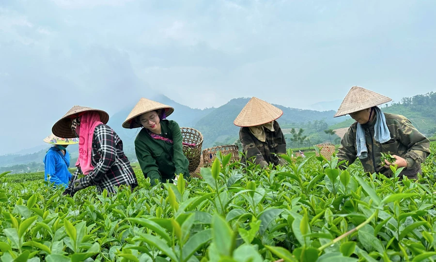 Chị Nguyễn Hải Yến (thứ ba bên trái sang) cùng bà con thu hoạch chè. Ảnh NVCC.