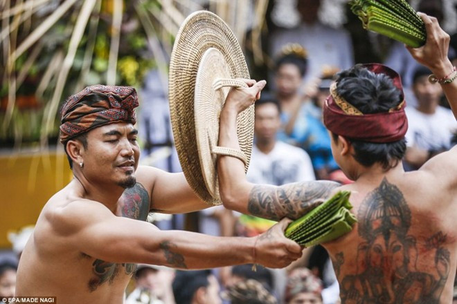 Usaba Sambah: Là một hoạt động trong lễ hội tháng 6, các chàng trai trẻ của vùng Tenganan (Indonesia) sẽ đóng khố và đấu võ. Họ sử dụng các cành cây với lá đầy gai để quật vào người nhau, chỉ với tấm khiên tre mỏng manh làm vũ khí tự vệ, nhằm gây ấn tượng cho “bạn đời tiềm năng”. Các cô gái sẽ ngồi trên một đu quay bằng gỗ và quan sát. Du quay chỉ dừng lại khi trận đấu kết thúc. Ảnh: Daily Mail.