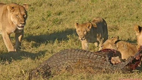 Cả đàn sư tử đói gào thét truy sát cá sấu khổng lồ - ảnh 5