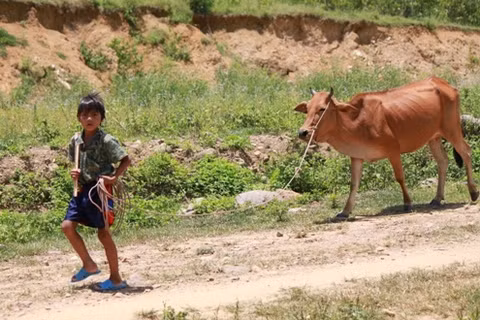 Thiếu vi chất dinh dưỡng, hay mắc bệnh, khẩu phần ăn thiếu canxi... đều ảnh hưởng đến sự phát triển chiều cao của trẻ. Ảnh minh họa: Văn Nguyễn.