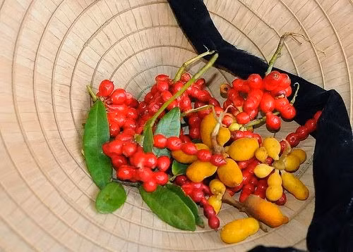 Cùng với dủ dẻ thì cây chùm chày cũng là loài cây gắn liền với tuổi thơ của nhiều người Việt Nam.