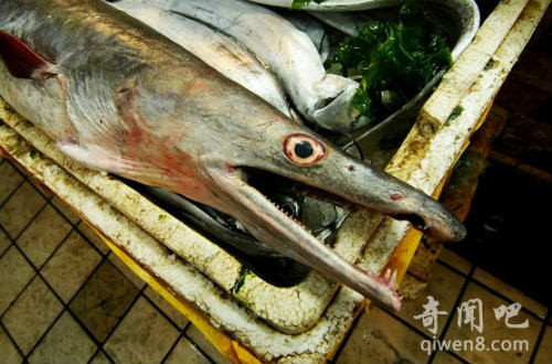 Lươn biển "khủng" dài gần 2m, nặng xấp xỉ 23kg ảnh 1 Phát hiện lươn biển