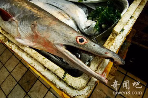 Phát hiện lươn biển 