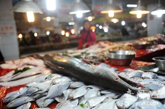Lươn biển "khủng" dài gần 2m, nặng xấp xỉ 23kg ảnh 4 Phát hiện lươn biển