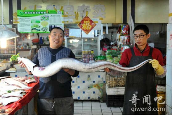 Lươn biển "khủng" dài gần 2m, nặng xấp xỉ 23kg